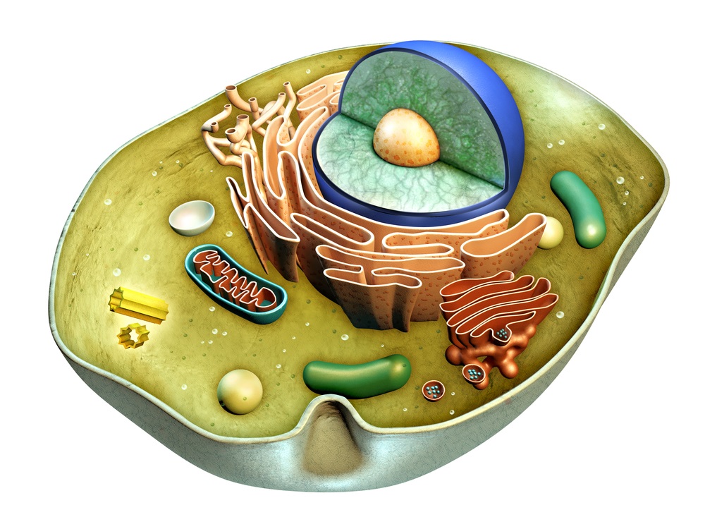 animal  cell 3d model