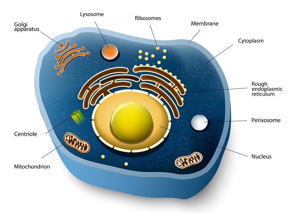 3d animal cell models with labels