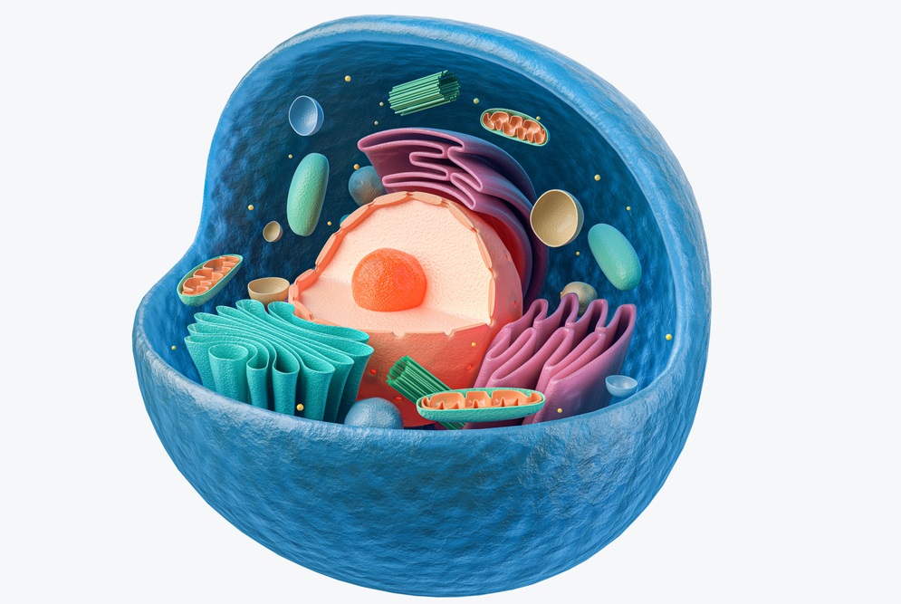 3d animal cell models with labels