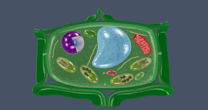 Plant Cell 3D Model