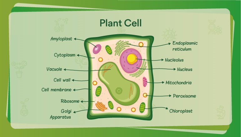 Plant cell diagram 3D