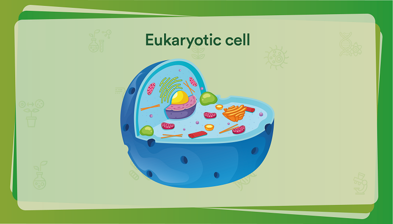 3d animal cell models with labels